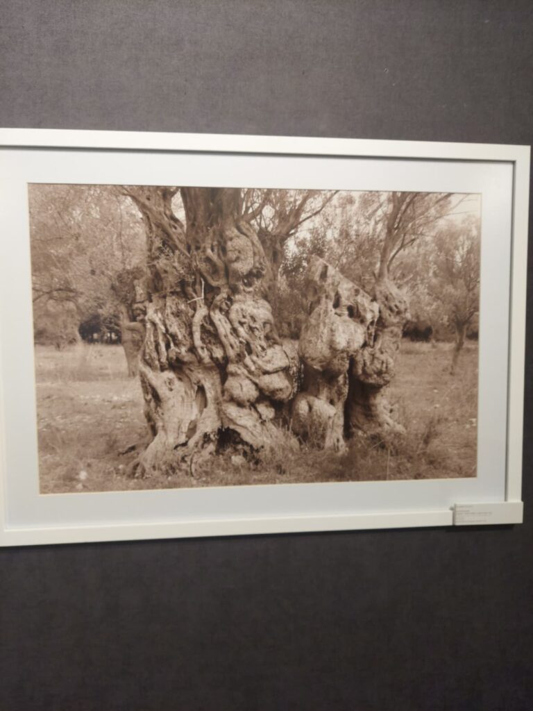 whatsapp image 2025 11 30 at 15.07.28 (1)